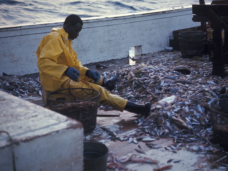 Man in a fishing boat with fish wearing a yellow jacket.