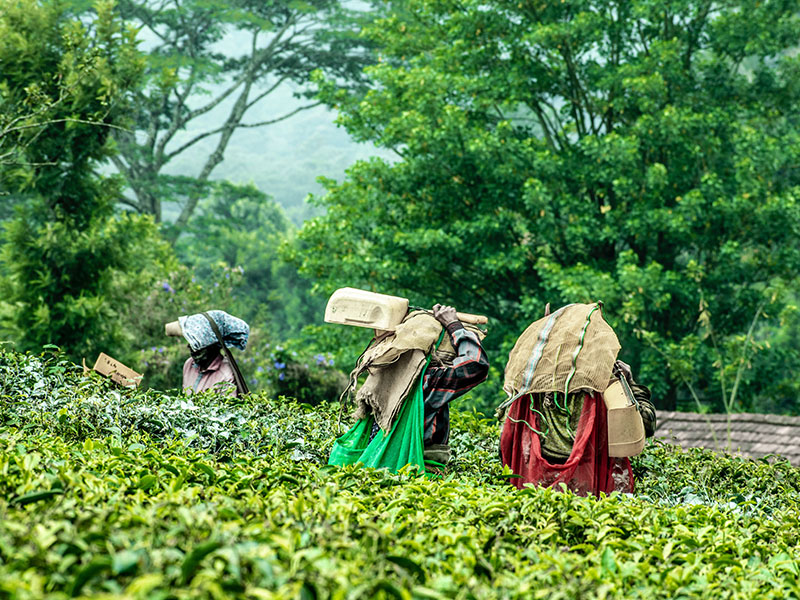 Workers in a field in India carrying sacks