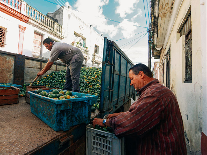 Men in red and gray shirts loading green fruit onto a truck