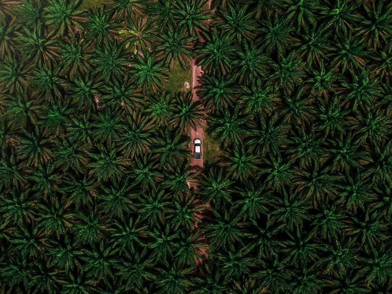 Palm oil plants, driving through palm tree forest.