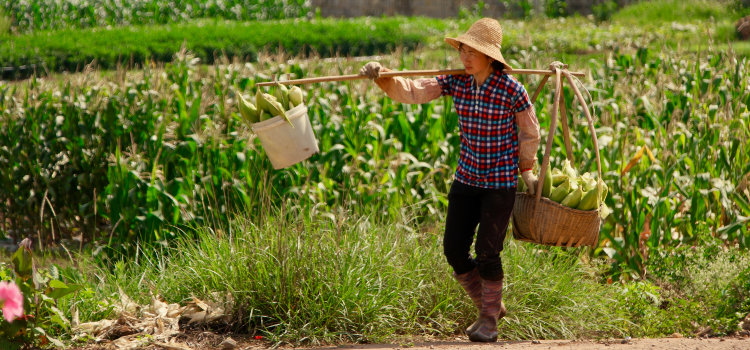 Chinese woman wearing brown wicker hat walking near corn. Harvesting corn, agriculture, working