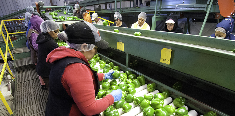 Commercial produce operation