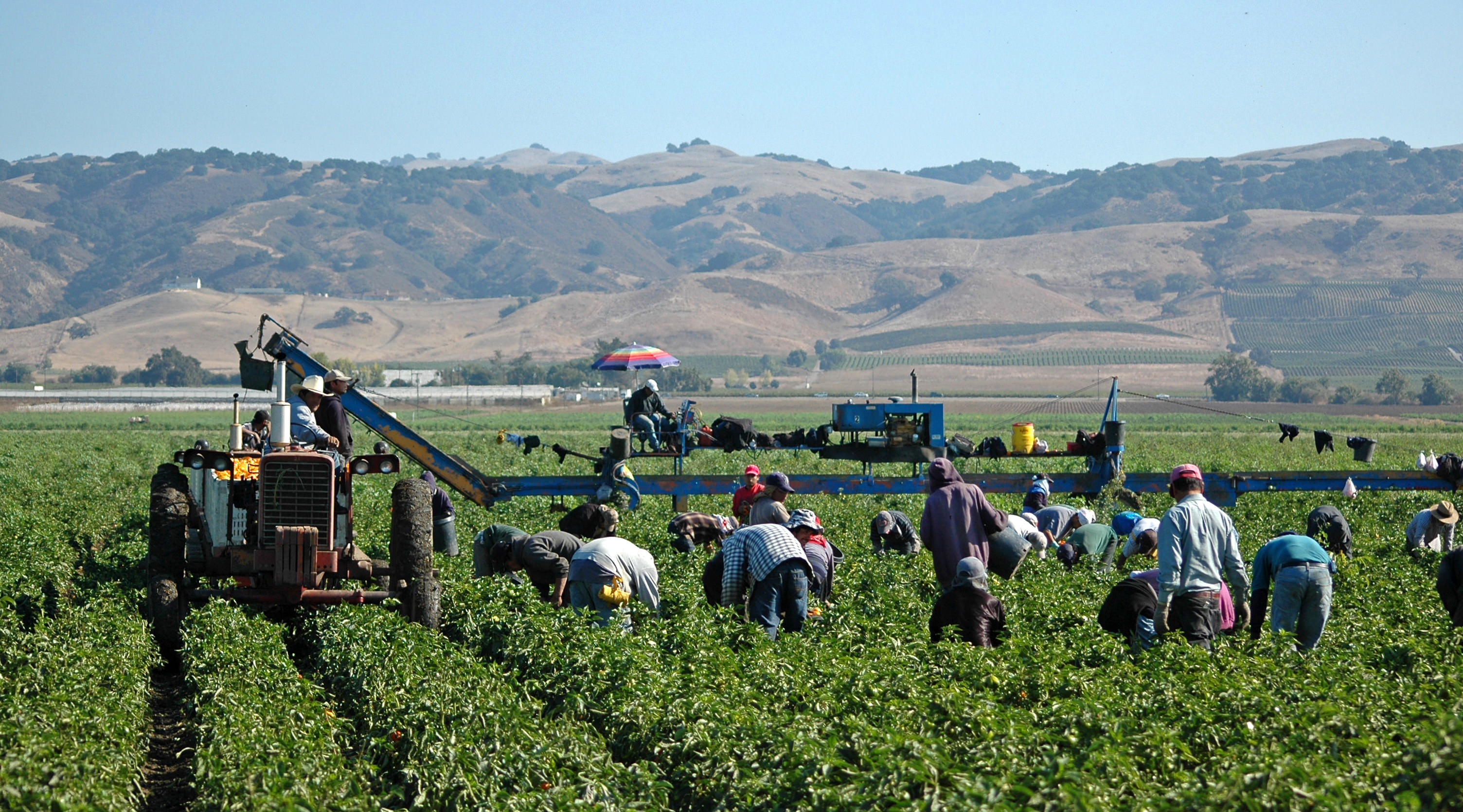 crop workers in field