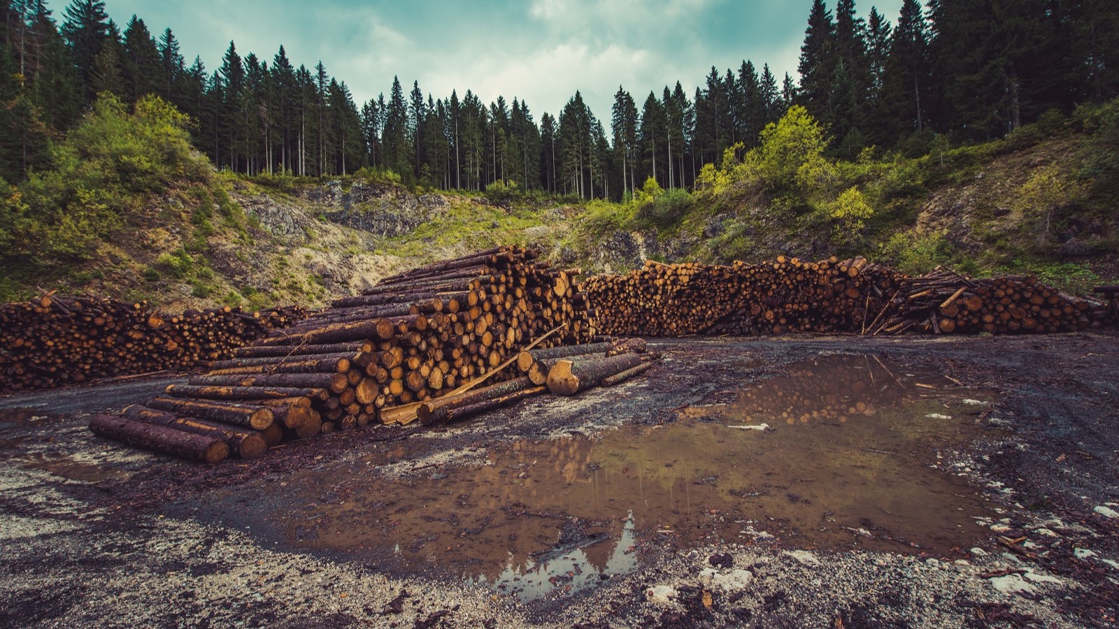 Logs chopped down in a forest by a river