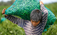 A boy carries a bag of chile peppers on his shoulders.