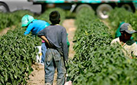 Three people work in an agricultural setting between rows of plants. A boy stands with his back to the camera.