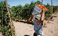 A young boy carries a bucket full of tomatoes on his shoulder as he walks by rows of plants.