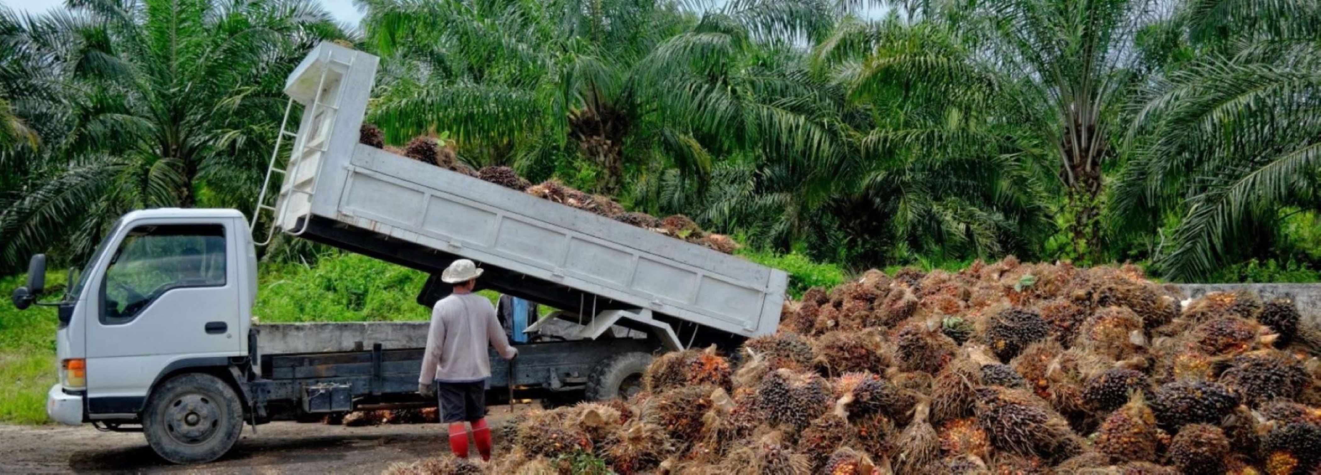 A palm oil worker facing a white pickup truck filled with palm fresh fruit bunches, next to a large pile of palm fresh fruit bunches.