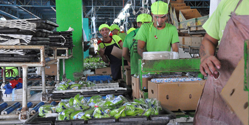 workers packaging bananas