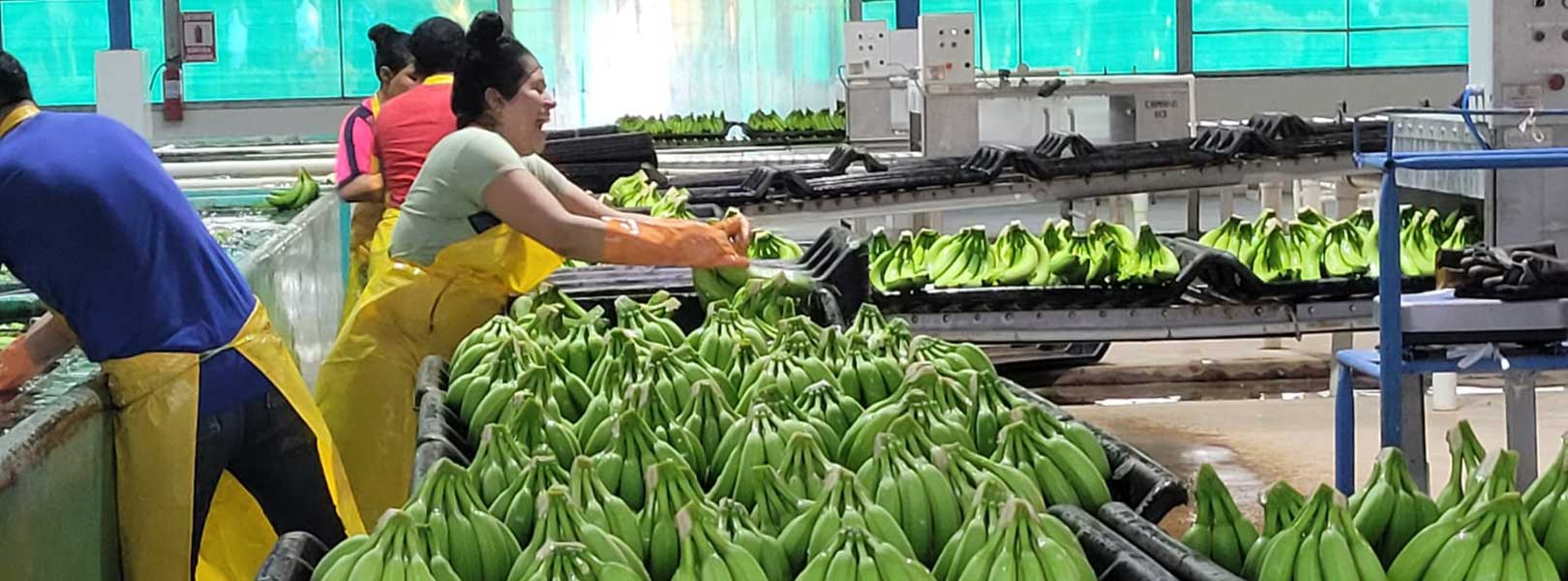 Workers preparing bananas