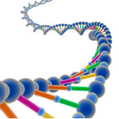 Drawing of DNA