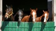 Horses at a barn door 