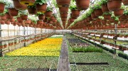 Flowers hang above rows of plants in a nursery. 