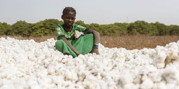 A young girl in a plain dress sits in the Côte d'Ivoire cotton field where she works with her family, surrounded by cotton bolls. Credit: Nicolas Marino/Novarc Images/mauritius images GmbH/Alamy