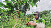 A man picks coffee from a plant on a farm in Colombia.