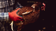 A worker in plaid shirt and gloves catches a chicken.