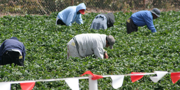 Five workers, bent over in a field, wearing long sleeves and hats for protection. 