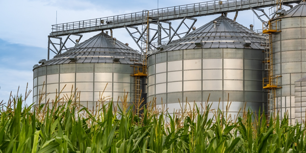 Three silos in a field of corn