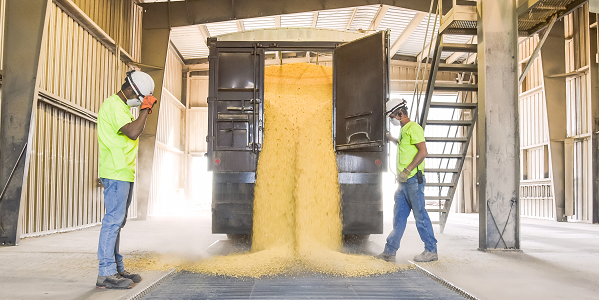Two men stand in a warehouse wearing masks. One has opened the door of a truck and grain is pouring out of it into a grate, sending up light clouds of dust. 