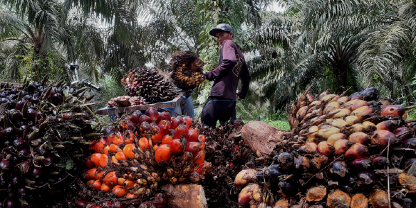 An Indonesian man piles up palm tree fruits in preparation for the harvest.
