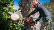 A man in a hard hat and safety harness cuts a limb from a leafy tree with a chainsaw. 