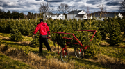 A man in a red sweatshirt walks among rows of live Christmas trees, rolling two cut trees along the path in a red frame.