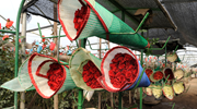 Bundles of red roses at a flower farm in Tumbaco, Cayambe, Ecuador.