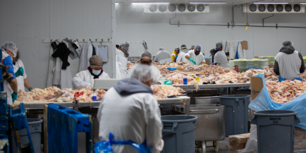 Interior photo of factory workers at a chicken processing plant. 
