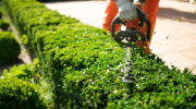 A person trims green shrubs with an electric hedge trimmer.