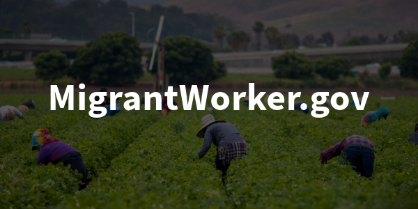 Workers harvesting crops in a field. “MigrantWorker.gov”