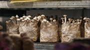 Oyster mushrooms on metal shelves in plastic bags.