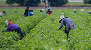 Farm workers scattered throughout a large green field harvesting crops.