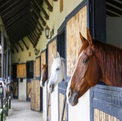 horses in a stable