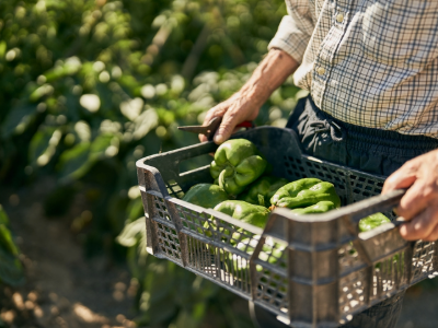 $479K in Back Wages for 208 Workers at Missouri Vegetable Farm