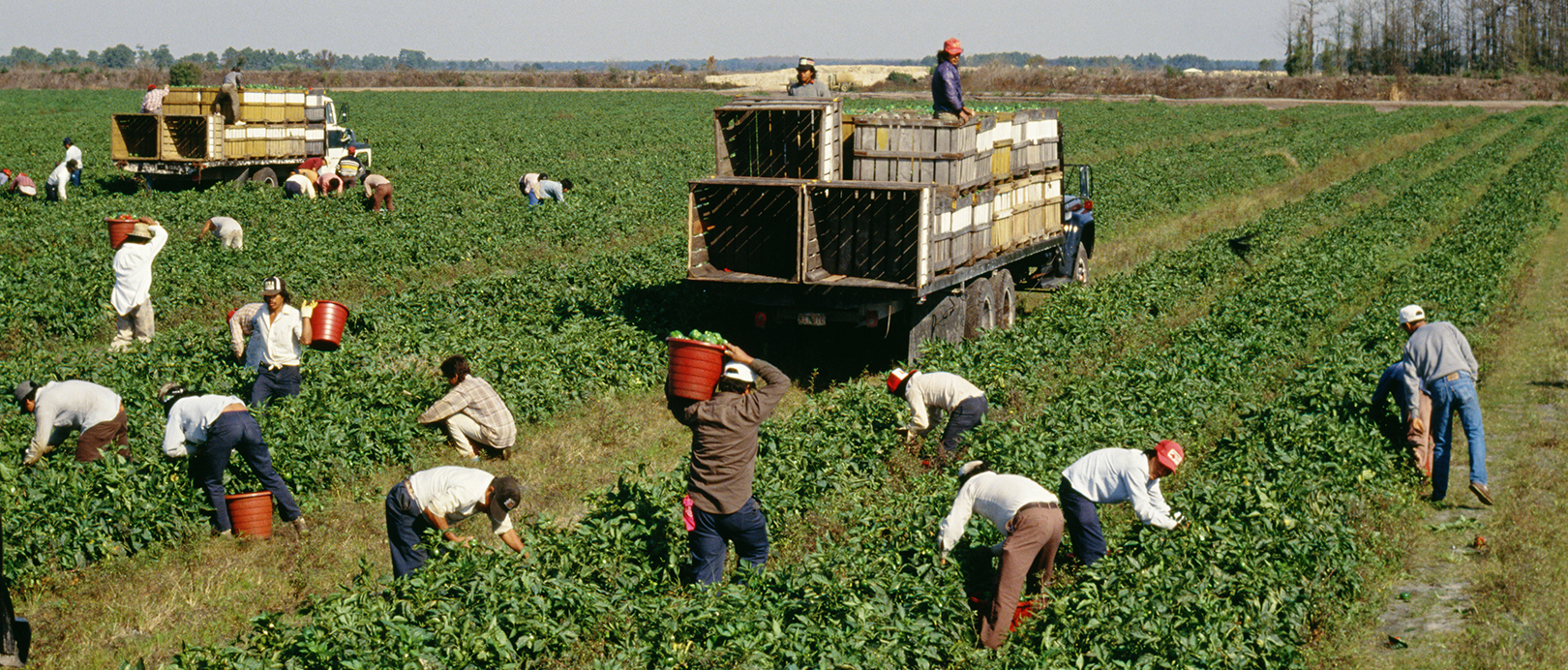A group of people in a field harvesting produce with trucks