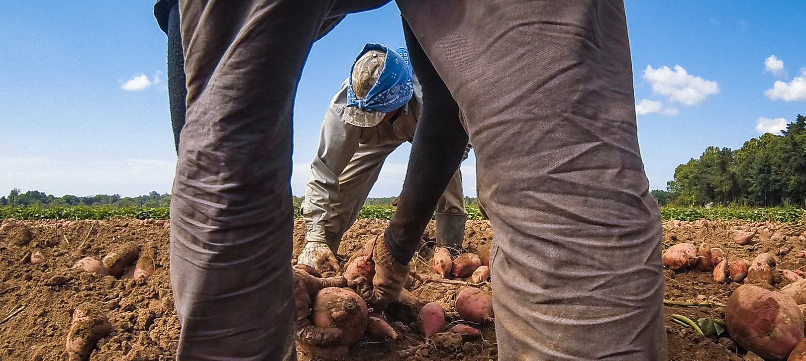 Dos trabajadores agrícolas cosechando camotes del suelo