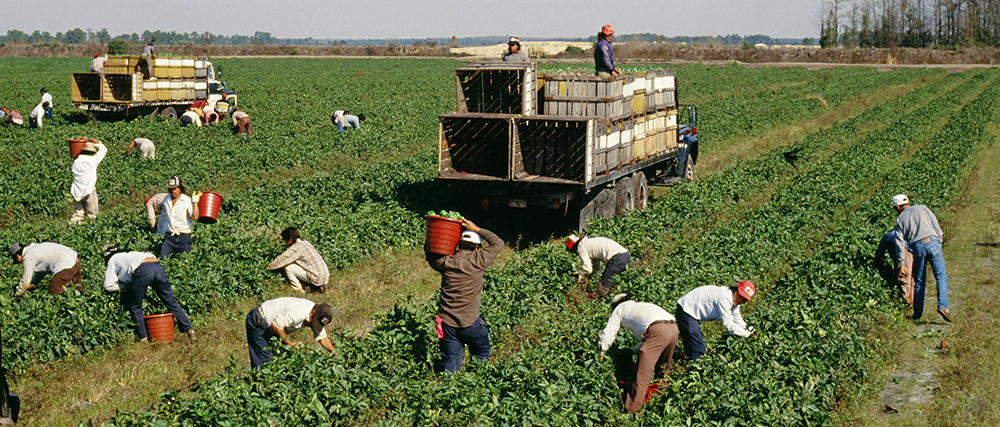 Produce workers