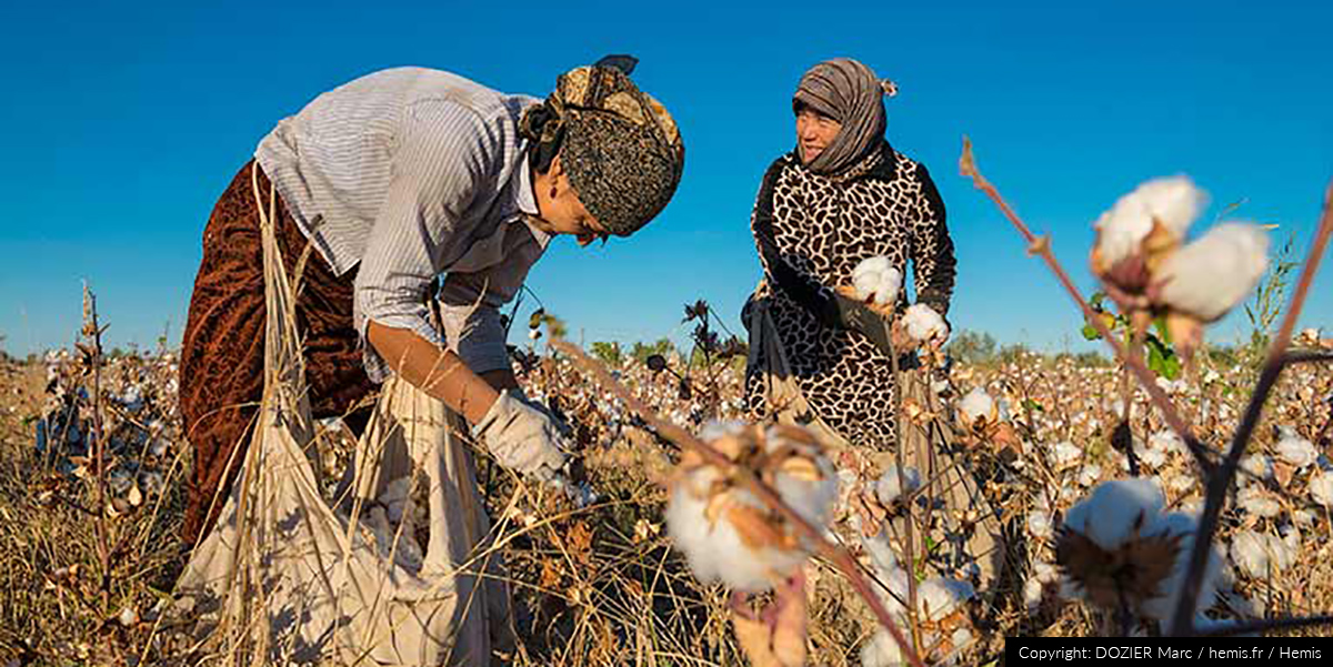 Female workers harvesting cotton in Uzbekistan